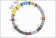 The potential use of mitochondrial ribosomal genes 12S and 16